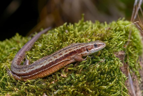 Mountain lizard, Lacerta vivipara, bog lizard, viviparous lizard, zootoca vivipara, common lizard,