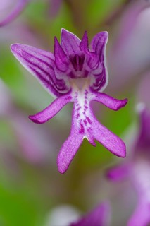 Helmet herb, orchidaceae, orchids, orchids, orchis militaris, flora, high size, portrait, military
