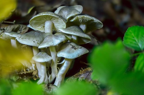 Knight, Soap Knight, Tricholoma Saponaceum, Laundry Knight, Fungus, Mushrooms, Soap Tricholoma,