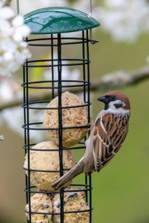 Tree sparrow, Passer Montanus, sparrow, birds, feeding, year-round feeding, high size, portrait