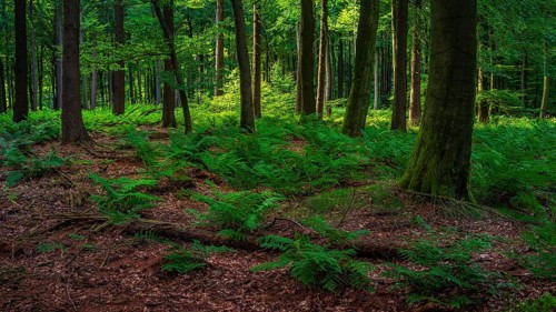 Deister, Bad Nenndorf, Hanover, Lower Saxony, Germany