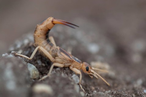 Brandenburg, Germany, Giant Earwig, Labidura Riparia, Nabu, national natural heritage, natural