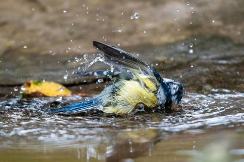 Blue tit, parus caeruleus, bath, bird bath, birds, garden, tits, passeri, songbirds, songbirds,