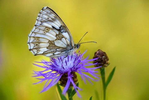 Board game, women's board, marbled white, melanargia galathea, checkerboard, butterfly, insects,