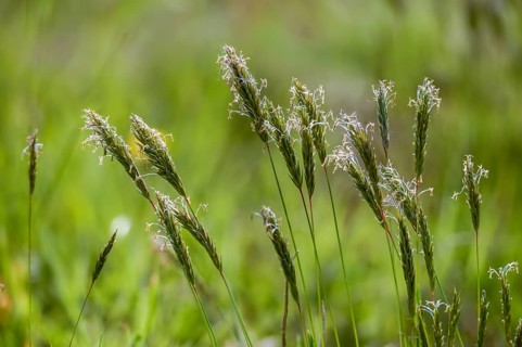 Anthoxanthum odoratum, common ruchgrass, poaceae, ruchgrass, sweet grass, meadow ruchgrass, flora,