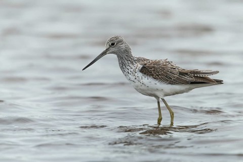 Greenshank, greenshank, tringa nebularia, birds, charadriiformes, limicoles, snipe birds,