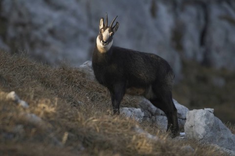 Animals, mammals, chamois (Rupicapra rupicapra), Nebelhorn, Allgäu Alps, Oberstdorf, Bavaria,