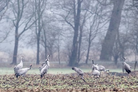 Cranes (Grus grus), Fischerhuder Wümmeniederung, Lower Saxony, Germany