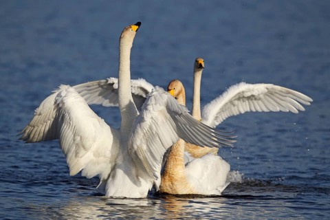 Displaying Whooper Swans in Winter Range in Poland. Biebrza National Park. Courtship whooping swans