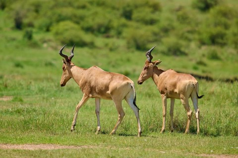 Two antelopes running across green grasslands, surrounded by nature: red hartebeest (Alcelaphus