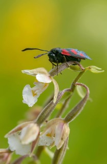Common marsh root, epipactis palustris, wetland ram, five-spot burnet, clover ram, orchidaceae,