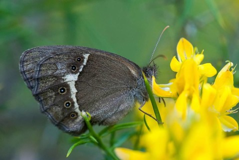 Bathsheba maniola, Pyronia bathsheba, Spanish oxeye, Spanish gatekeeper, butterfly, extremadura,