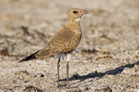 Australian Pratincole (Stiltia isabella), Western Australia, Australia