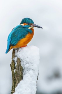 A kingfisher (Alcedo atthis) perched on its hunting perch by a stream in winter, Vechta, Lower