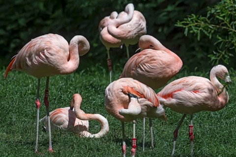 Cuban flamingos (Phoenicopterus ruber) or red flamingos, Nuremberg Zoo, Middle Franconia, Bavaria,