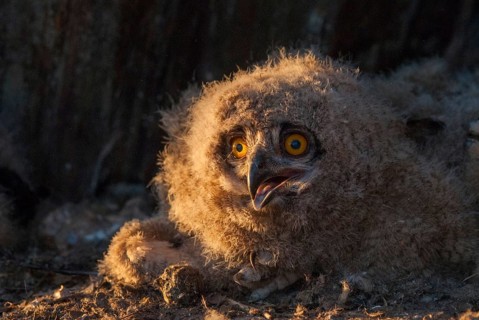 Bubo bubo, eagle owl, eagle owl, atmosphere, birds, owls, Extremadura, adolescent, owls, Spain,