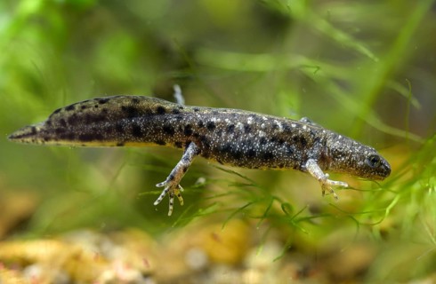 Great Crested Newt, Crested Newt, Northern Crested Newt, Triturus Cristatus, Amphibians,