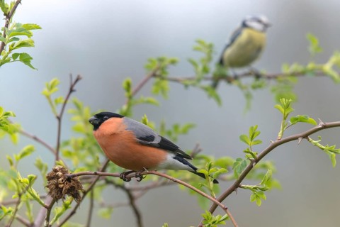 Bullfinch, Bullfinch, Pyrrhula Pyrrhula, Birds, Bullfinch, Male, Passeri, Songbirds, Birds
