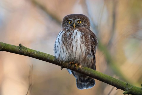Glaucidium passerinum, pygmy owl, passerine owl, birds, owls, strigiformes, birds