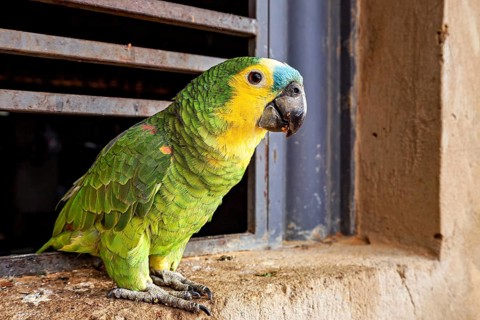 A green parrot is perched on a window sill in front of a grille, looking out curiously, a