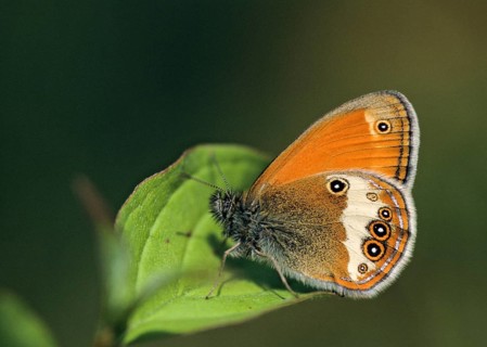 Coenonympha arcania, pearly heath, peargrass moth, white-coined meadowbird, butterfly, insects,