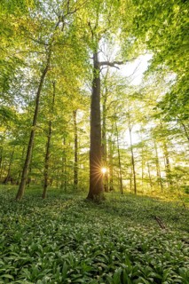 Sunlight through a tall oak (Quercus) in a spring forest with wild garlic (Allium ursinum) and sun