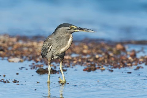 Striated Heron (Butorides striata) hunting, Eilat, Israel