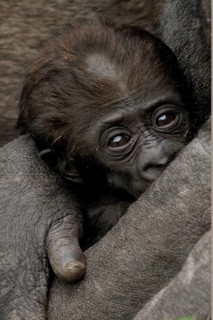 Gorilla, mother with baby gorilla, (gorilla gorilla), silverback