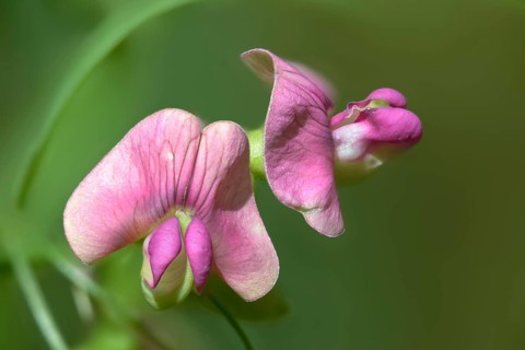 Lathyrus sylvestris, narrow-leaved everlasting-pea, Norfolk everlasting-pea, wild pea, flora,