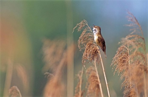 Animals, birds, reed warbler, reeds, (Acrocephalus arundinaceus), songbird
