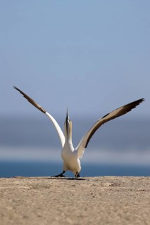 Cape Gannet (Morus capensis), adult, in flight, taking off, flying away, on land, coast, beach,