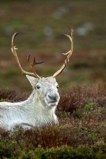 Reindeer (Rangifer tarandus) in the Cairngorm Mountains in the Scottish Highlands, Aviemore,