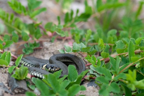 2010, Brandenburg, Germany, grass snake, Nabu, national natural heritage, Natrix Natrix, natural