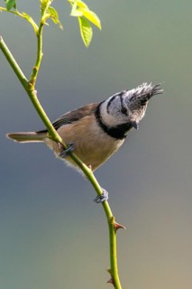 Crested tit, crested tit, Lophophanes cristatus, parus cristatus, birds, high size, portrait