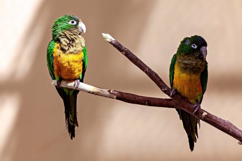 Two parrots on a branch with a play of light in the background, the cactus parakeet, also known as