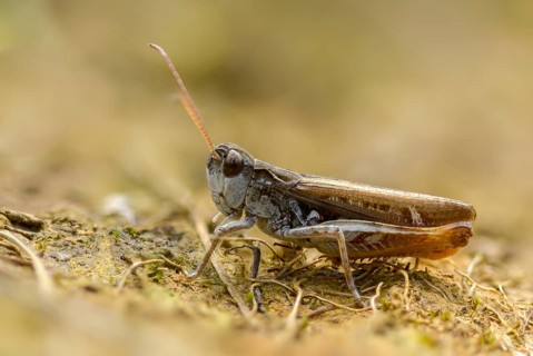 Acrididae, caelifera, field locusts, gomphocerinae, grasshoppers, short-feeler, nightingale