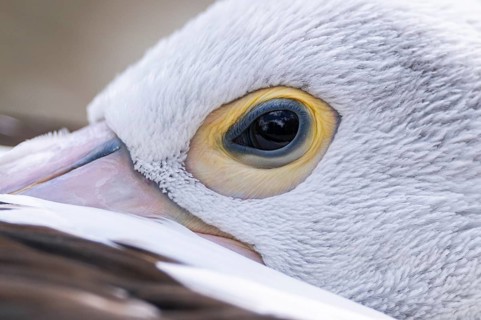 Australian pelican (Pelecanus conspicillatus), close-up, portrait, eye, captive, distribution