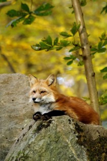 Red fox autumn