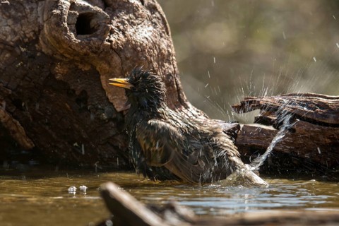 Star, Starling, Sturnus Vulgaris, Bath, Bird Bath, Birds, Passeri, Songbirds, Potion, Birdbath,