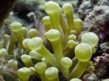 Caribbean golden rose (Condylactis gigantea) with a rippled surface in the sea, Breakers dive site,