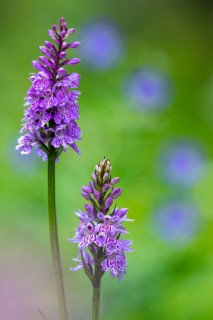 Moorland spotted orchid (Dactylorhiza maculata), Heiligenblut on the Großglockner, Carinthia,