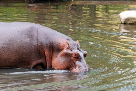 Portrait of a fully grown hippopotamus (Hippopotamus amphibius) standing in shallow water.