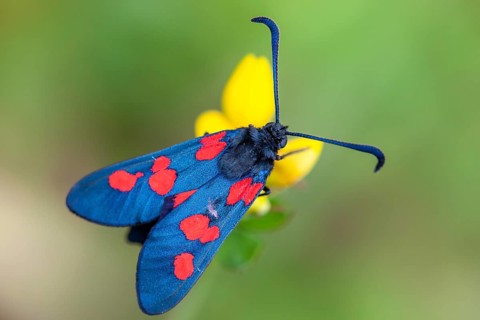Six-spot burnet (Zygaena filipendulae), Goldenstedt, Lower Saxony, Germany