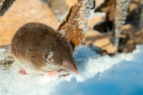 Crocidura Russula, Greater White-Toothed Shrew, House Shrew, Insectivora, Insectivora, Mammals,