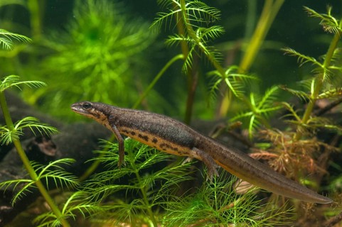 Lissotriton vulgaris, smooth newt, triturus vulgaris, amphibians, amphibians, female, amphibians,
