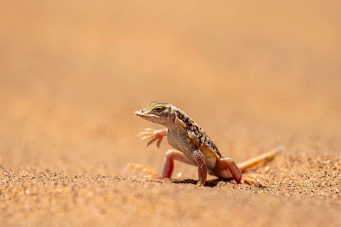 Shovel-nosed lizard (Meroles anchietae), in the sand, stretching its legs in the air to cool off,