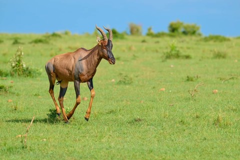 A solitary antelope in a vast green landscape, a topi (Damaliscus lunatus jimela), Masai Mara