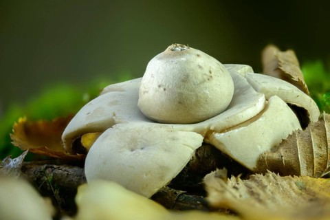 Earth Star, Geastrum Michelianum, Geastrum Triplex, Cervical Earth Star, Collared Earthstar,