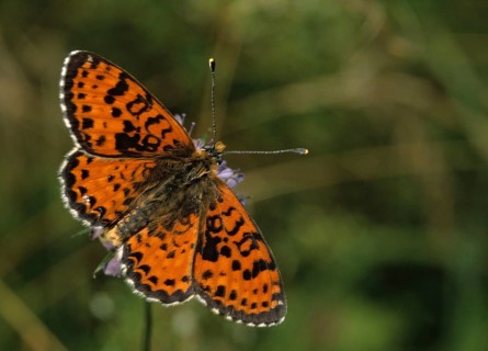 Fiery moth, Melitaea Didyma, red moth, spotted fritillary, butterfly, insects, butterfly,