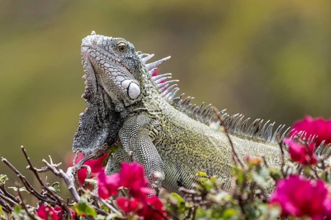 Green iguana (Iguana iguana), Curacao